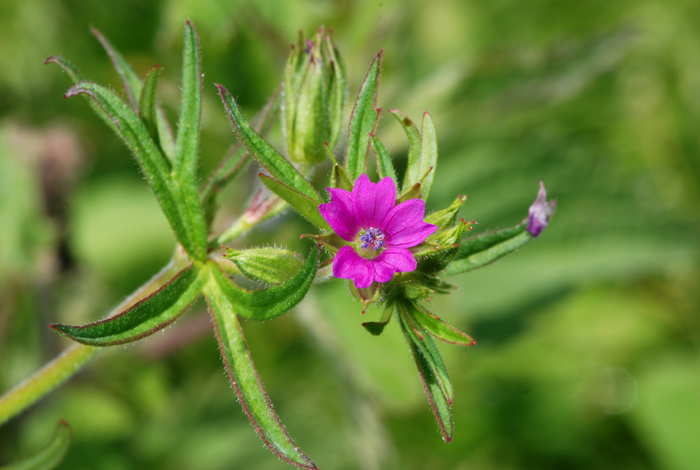 Geranium spp. a confronto (specie montane)